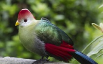 Loài chim có nguy cơ tuyệt chủng vì biến đổi khí hậu