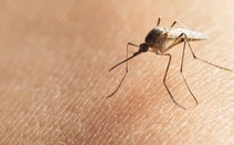 ​Brazil thả muỗi chống sốt xuất huyết