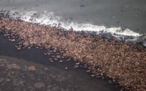 35.000 con hải mã "tấn công" bờ biển Alaska