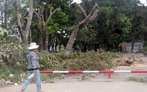 ​Bứng, đốn 63 cây xanh tại công viên Phú Lâm