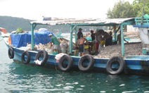 ​Ngư dân Phú Quốc trúng mùa cá cơm