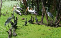 ​Cà Mau bảo tồn vườn chim hoang dã