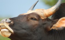 Kỳ 5: Hậu duệ F1 của bò tót Phước Bình