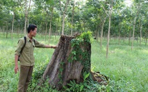 Báo cáo Chính phủ vụ “Ban phát đất rừng cho quan chức”