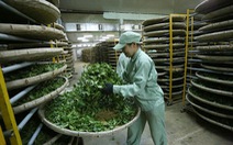 Nhiều chứng cứ bác tin đồn “trà nhiễm dioxin”