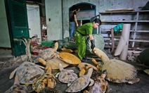 ​Tàng trữ hàng ngàn xác rùa biển để… chế tác mỹ nghệ