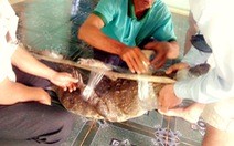 Vây lưới bắt cá sấu dài 2m lạc vào ao nhà dân