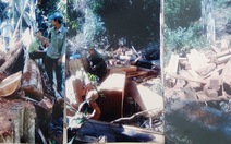 Một vụ phá rừng lớn ở Bình Thuận