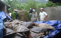 Lại phát hiện số lượng "khủng" rùa biển bị sát hại