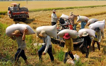 Việt Nam xuất 7,5 triệu tấn gạo trong năm 2014