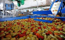 ​Nhiều triển vọng cho xuất khẩu rau quả