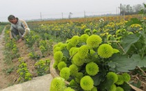 ​Làng hoa Thừa Thiên-Huế tăng diện tích trồng cho vụ Tết
