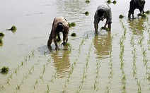 "Vựa lúa" Đông Nam Á sẽ suy kiệt vì biến đổi khí hậu
