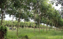 Bịa dự án trồng rừng, lừa đảo người nộp tiền mua đất