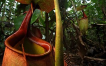 "Sát thủ thực vật nắp ấm” ở đảo Borneo