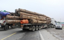 Bắt đoàn xe 20 chiếc chở gỗ “khủng”