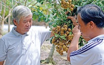 ​Xuất khẩu chôm chôm, xoài, nhãn... tăng