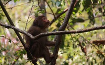 Chăm sóc khỉ mặt đỏ khỏi thương tích, thả về rừng tự nhiên