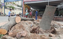 ​Chủ tịch Hà Nội chỉ đạo dừng chặt cây xanh