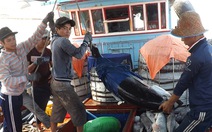 ​Ngư dân Phú Yên trúng cá ngừ
