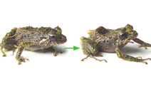 ​Phát hiện loài ếch lạ có khả năng biến đổi da tại Ecuador