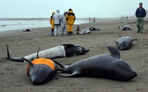 ​Người Nhật nỗ lực giải cứu 130 cá voi bị mắc cạn