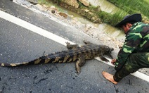 Điều tra nguồn gốc cá sấu xuất hiện trên quốc lộ 1
