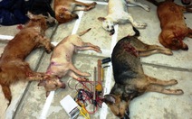 Bắt "cẩu tặc" dùng súng xung điện bắn chết 8 con chó