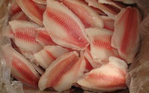 ​Tại sao giá cá rô phi không theo chu kỳ?