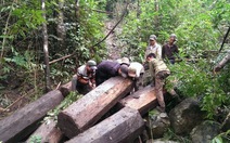Làm rõ vụ tung ảnh phá rừng lên Facebook