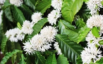 ​Đắm say mùa hoa cà phê Buôn Ma Thuột