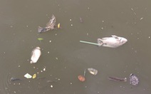 Cá lại nổi lềnh bềnh trên kênh Nhiêu Lộc - Thị Nghè