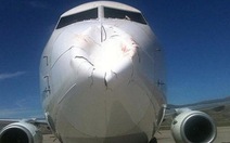 Đàn chim đâm máy bay Boeing 737-800...móp mũi?