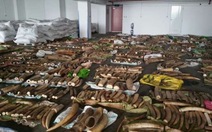 Singapore phá vụ buôn lậu ngà voi 3,7 tấn sắp sang VN