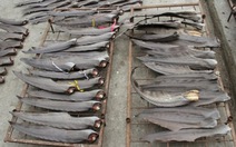 Ecuador phá vụ buôn lậu 20.000 vây cá mập