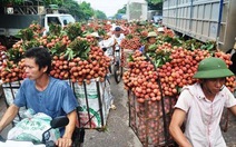 Vải thiều vào vụ, bán mua phập phồng