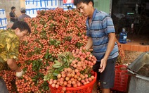 Điểm tin: Nỗi lo vải thiều