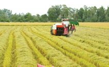 ​Kiên Giang tái cơ cấu nông nghiệp bằng cây lúa, con tôm