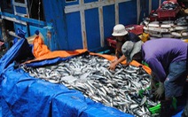 ​Ngư dân các tỉnh Nam Trung Bộ trúng đậm cá nục