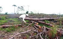 Lâm tặc ngang nhiên chặt hạ hàng trăm cây thông 31 năm tuổi