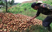 Hành tây 500đ/kg, nông dân Đà Lạt lại đổ bỏ hàng trăm tấn