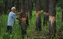 Thêm 111 cây thông 24 năm tuổi bị đốn hạ