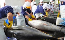 ​Xuất khẩu cá ngừ sang Nga tăng 218%