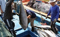 ​Xuất khẩu cá ngừ Việt Nam: những dấu hiệu khả quan