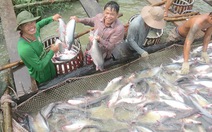 ​Diện tích nuôi cá tra của doanh nghiệp tăng