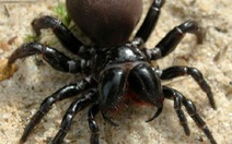 ​Phát hiện nhiều loài nhện mới, quý hiếm tại Australia và Ấn Độ