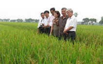 Quy hoạch phát triển sản xuất lúa cho Hà Nội