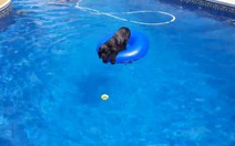 Xem clip chú chó "siêu thông minh" nhặt bóng trong hồ bơi