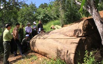 Lâm tặc chặt hạ 3 cây xoan đào hàng trăm năm tuổi