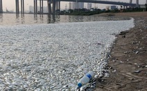Thiên Tân: chất độc vượt ngưỡng, cá chết trắng sông